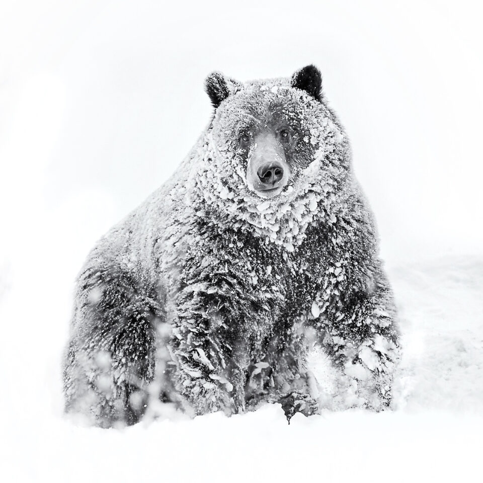 雪中的灰熊肖像