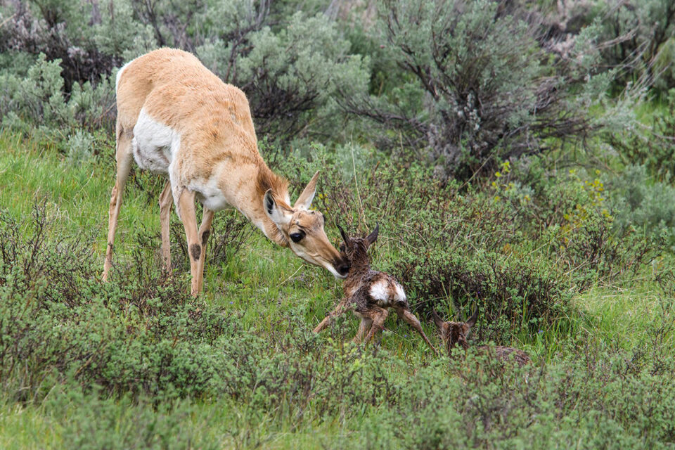 一对叉角羚双胞胎在黄石国家公园出生
