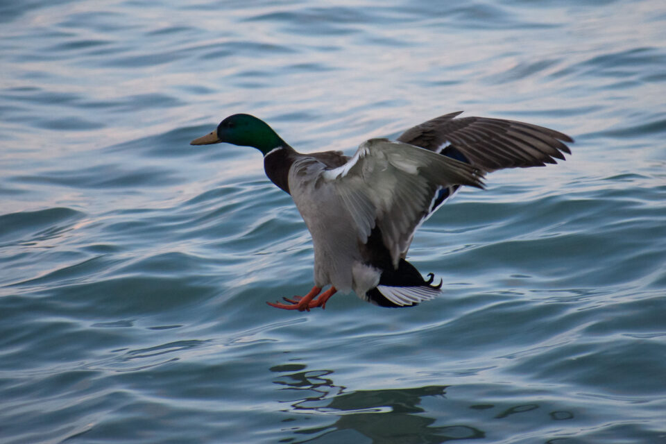 这张经过编辑的图片来自之前的自动对焦测试，显示一只鸭子在水面上着陆。