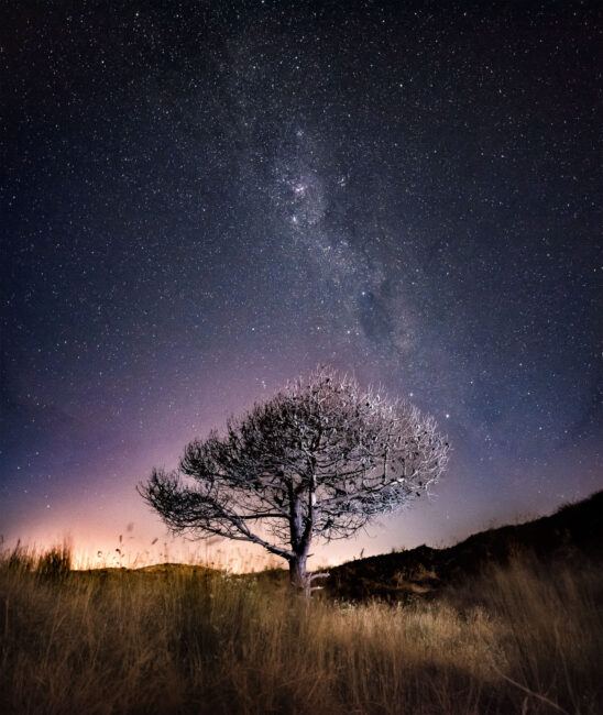 银河与树