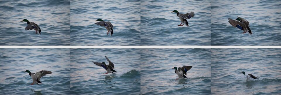 这组照片是对尼康D3500上的11点自动对焦系统的测试。在这里，我拍摄了野生动物的照片，并试图跟踪自动对焦，因为一只鸭子落在水里。