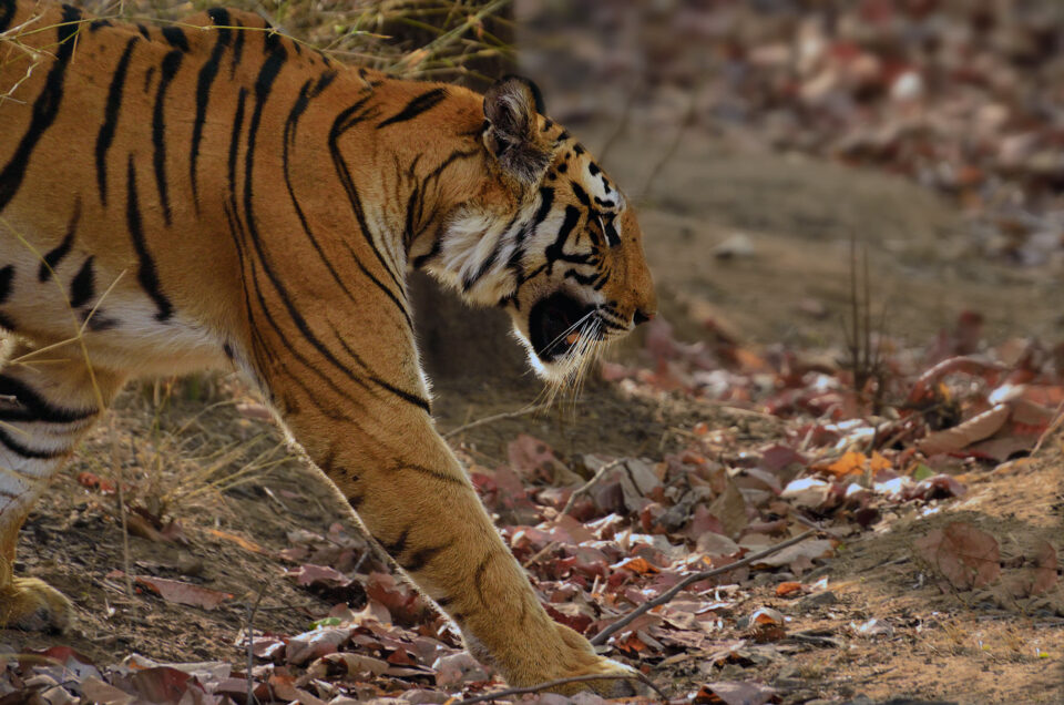 这张老虎的照片显示了单反的一个好处:良好的自动对焦跟踪能力。