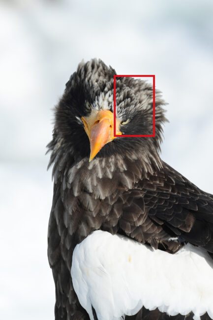 尼康500mm f5.6清晰度野生动物图像