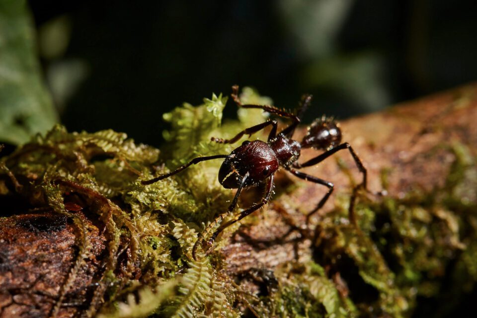 蚂蚁的微距样本照片