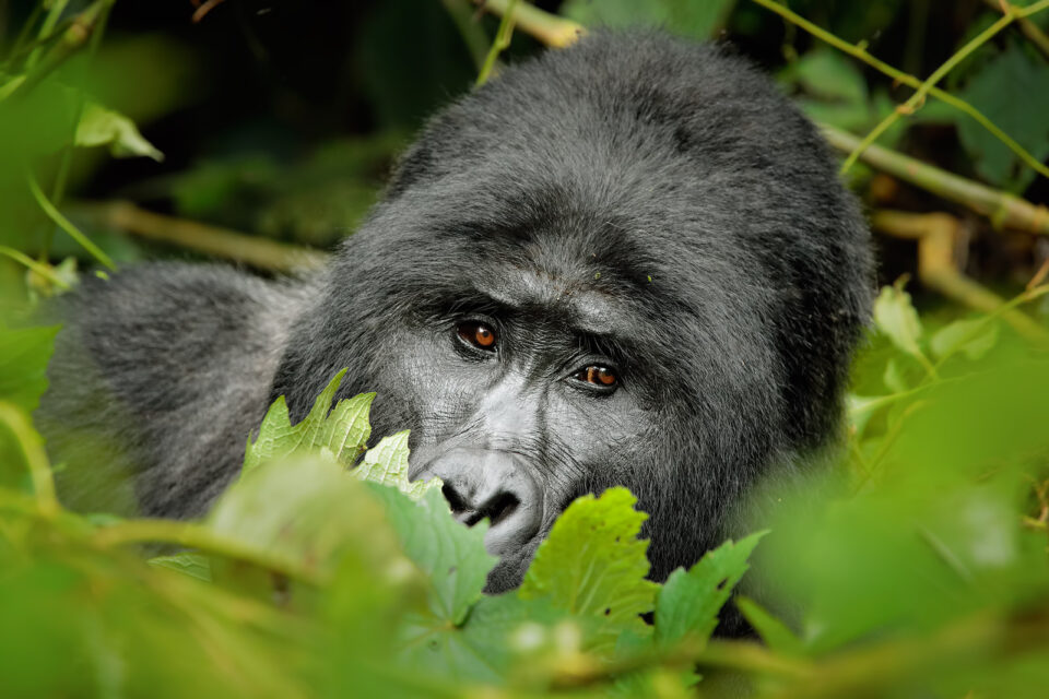 2.山地大猩猩，乌干达