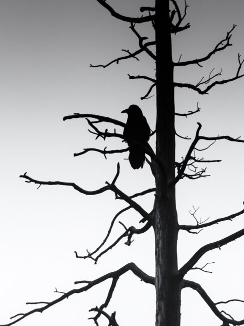 5.黄石公园的乌鸦和死树