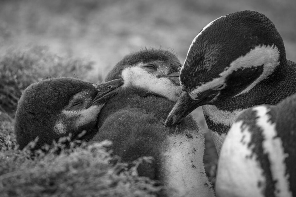 巴塔哥尼亚的洪堡企鹅。数以千计的企鹅生活在从乌斯怀亚到蓬塔阿里纳斯的海峡附近。