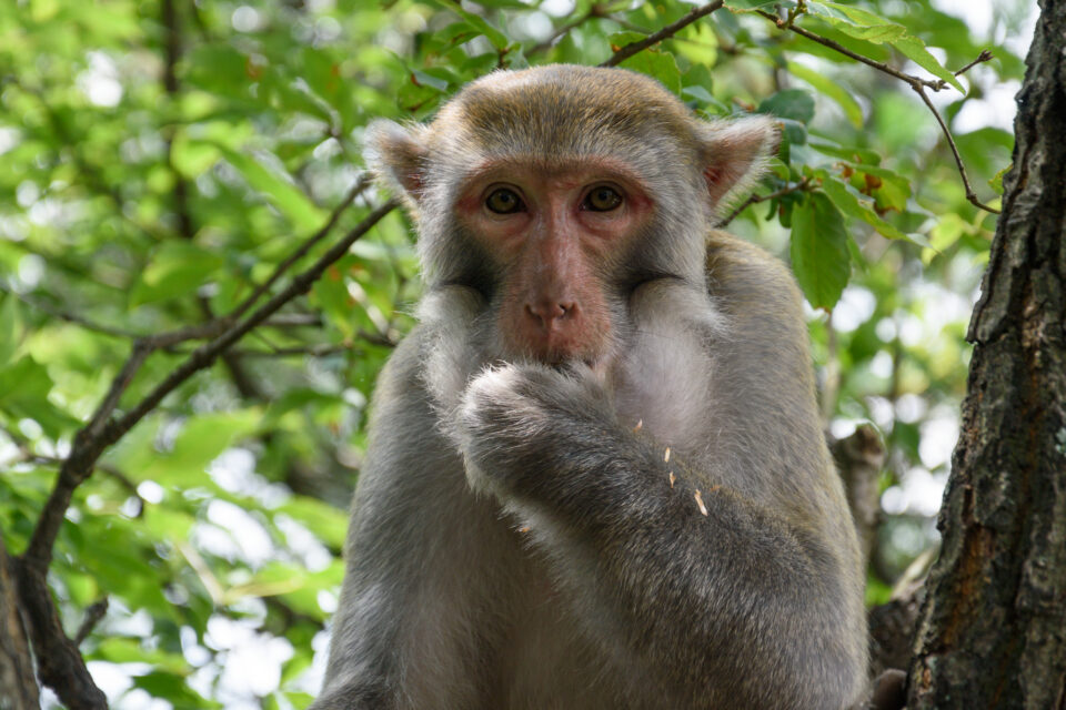 这只猴子在中国张家界做着“不说恶”的姿势。用尼康D3500单反拍摄。