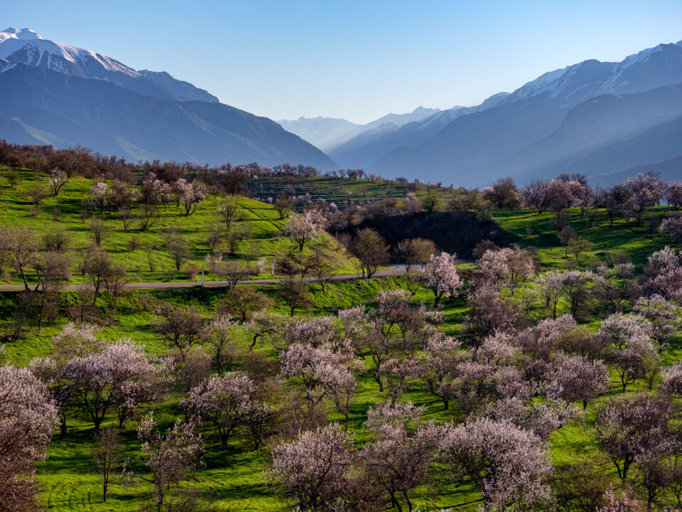 乌兹别克斯坦，春天的树木和山脉