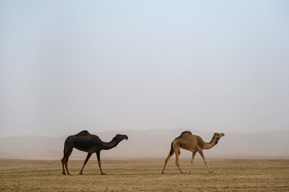 两头骆驼走在沙漠里