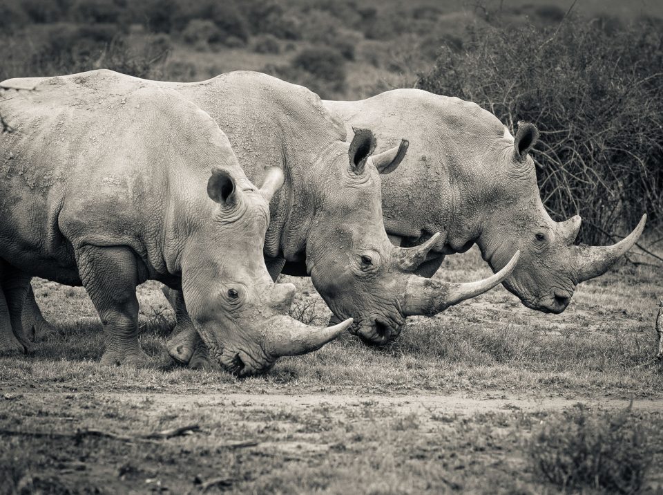 在南非的一个保护区，我们接近了3头犀牛