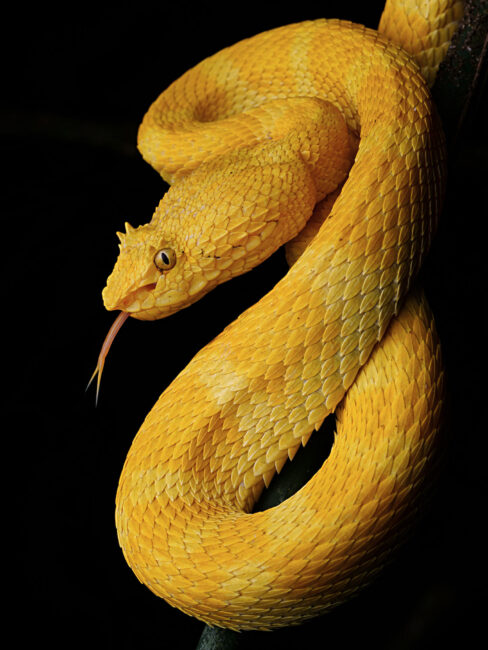 睫毛蝰是很漂亮的蛇，却被误解了