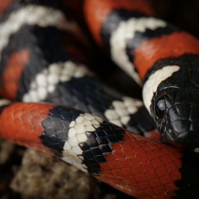 加州山王蛇的侧面特写，面部微距镜头