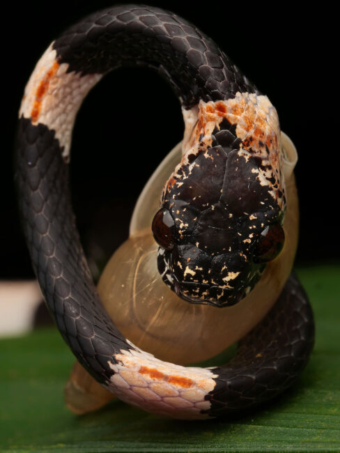 蜗牛吃蛇吃蜗牛