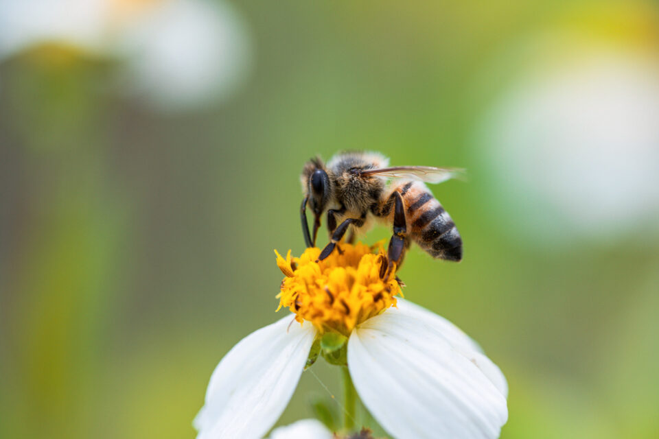 西格玛105mm f2.8 OS宏样本照片的蜜蜂