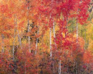 秋季色彩抽象与4x5相机