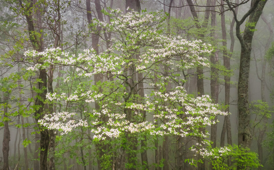 多雨多雾的森林里的山茱萸