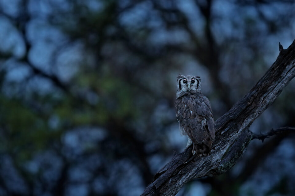 Verreaux的Eagle-Owl_05