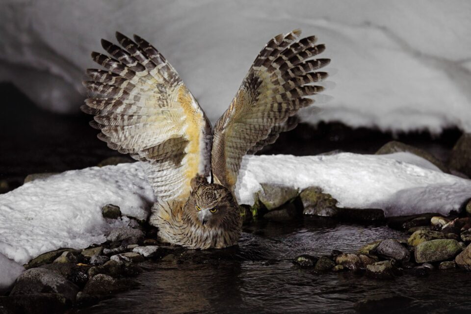 Blakiston的Eagle-owl_03