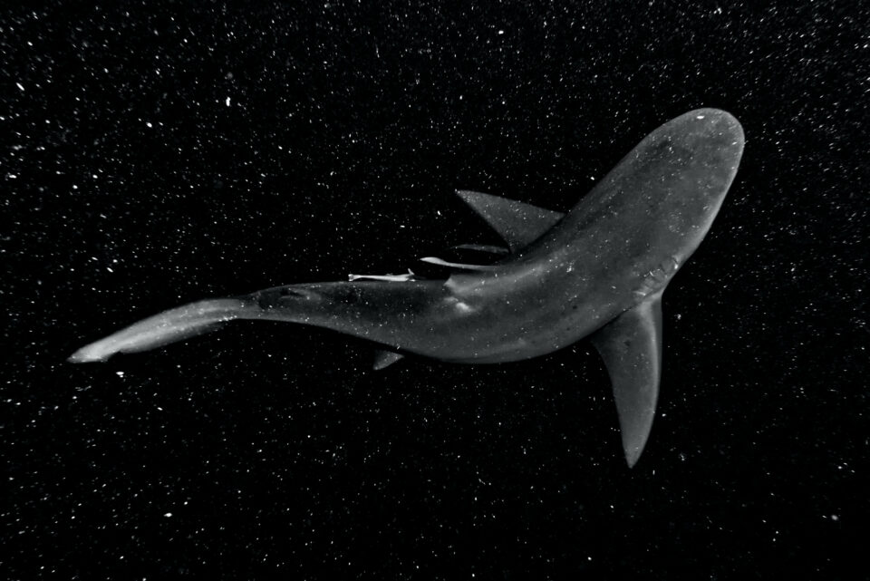 夜间在水下拍摄的牛鲨照片，闪光灯的背向散射使它看起来像一个星光灿烂的夜晚