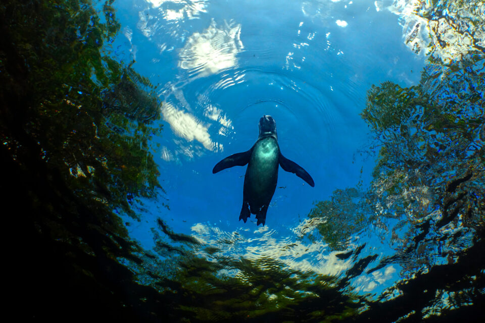 加拉帕戈斯企鹅游在我上方的红树林水下摄影bobsports官网