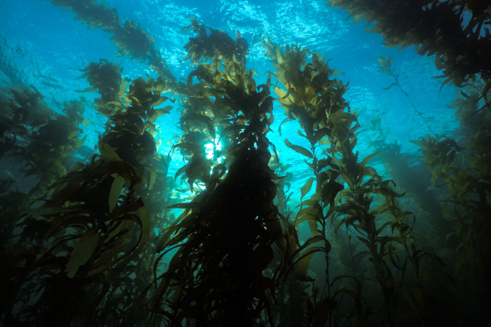 巨大的海带森林加利福尼亚水下照片