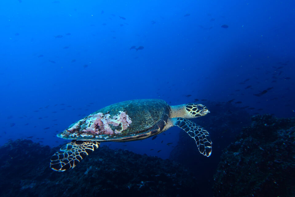 加拉帕戈斯群岛水下的玳瑁海龟