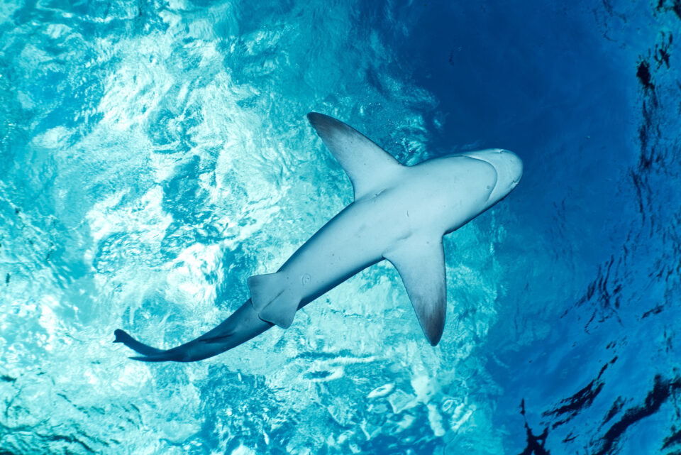与鲨鱼游泳的水下摄影bobsports官网