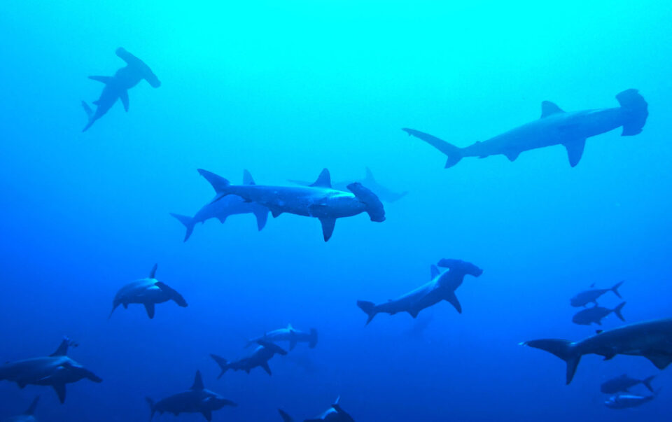 鲨鱼的水下照片尼古拉斯赫斯