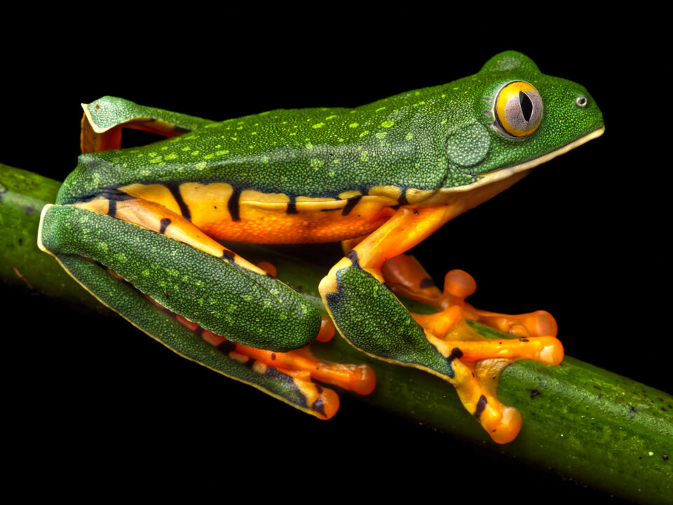 微距照片的一个灿烂的叶蛙一种树蛙