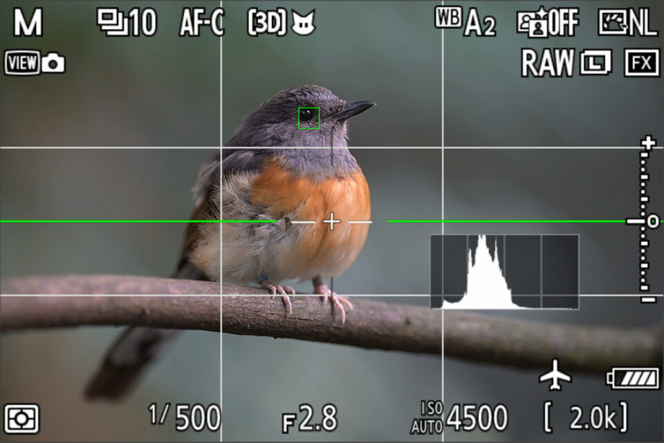 尼康Z9 AF-C 3D追踪动物识别鸣鸟截图