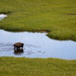 黄石公园水中的野牛