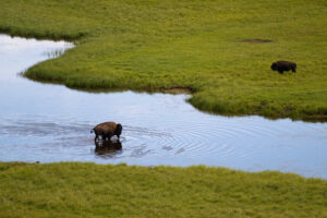 黄石公园野牛在水里