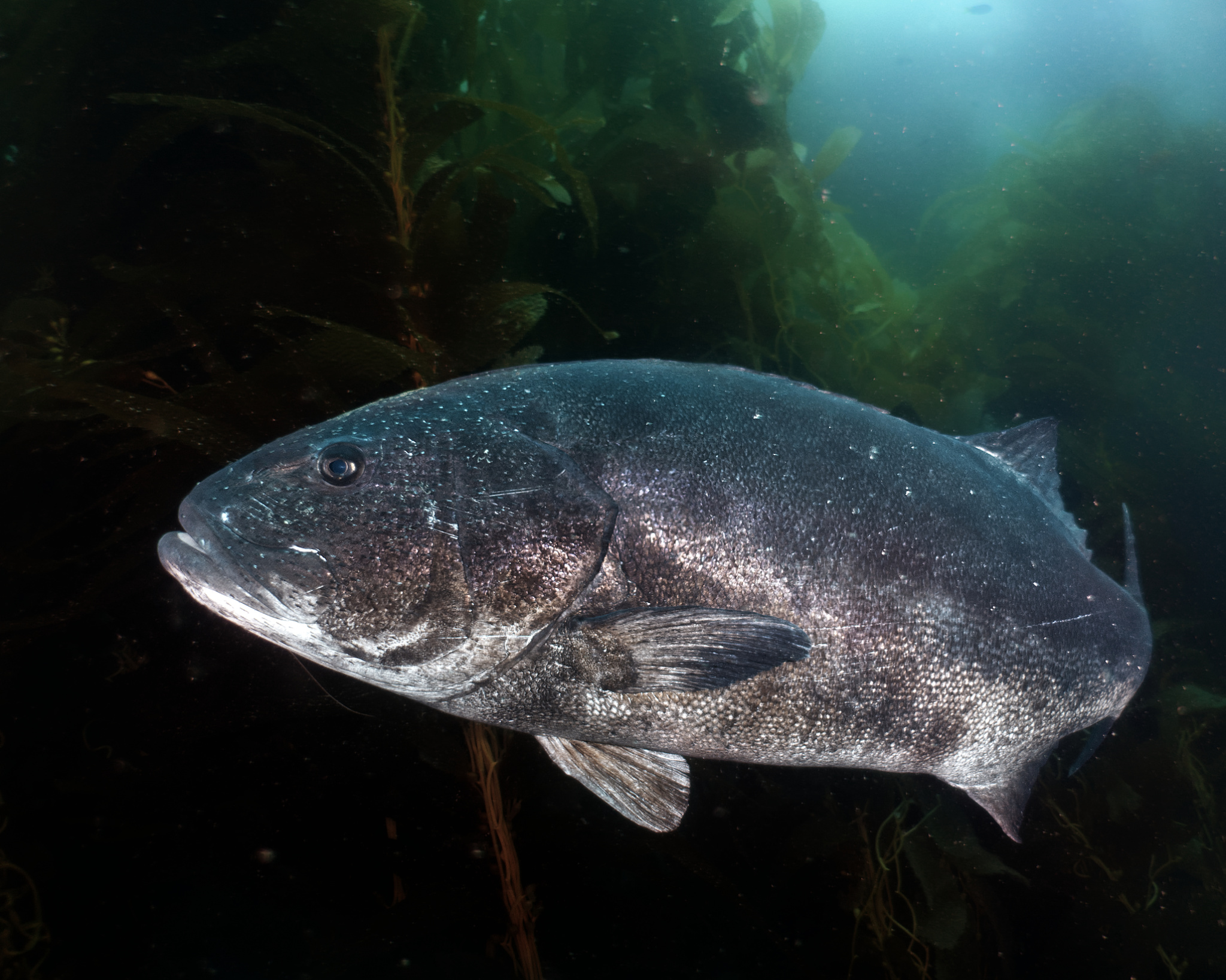 正在编辑海带森林中巨型黑海鲈鱼的水下照片