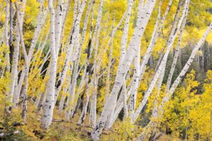 科罗拉多州的白杨在秋天,长焦