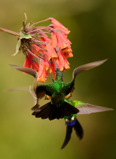Hummingbirds_RSE